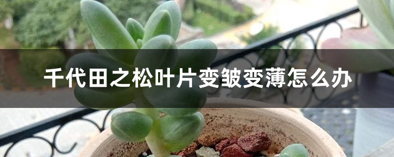 千代田之松叶片变皱变薄怎么办 千代田之松叶片变皱变薄怎么办