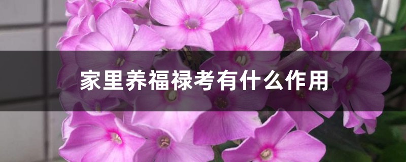 家里养福禄考有什么作用 家里养福禄考有什么作用