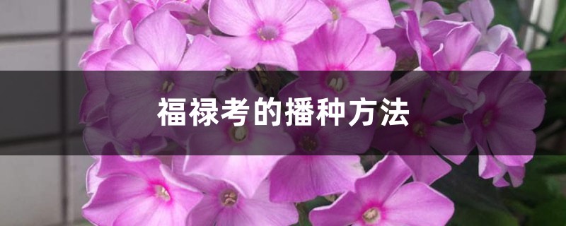 福禄考的播种方法 福禄考的播种方法