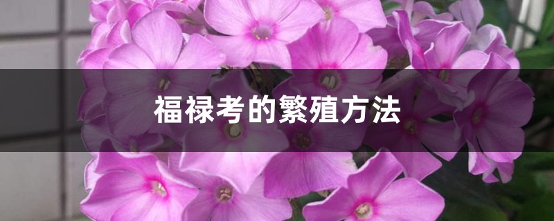 福禄考的繁殖方法 福禄考的繁殖方法