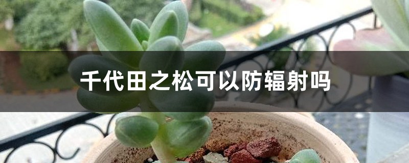 千代田之松可以防辐射吗 千代田之松可以防辐射吗