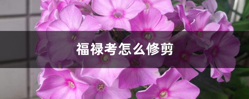 福禄考怎么修剪 福禄考怎么修剪