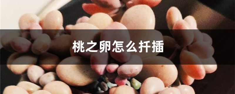 桃之卵怎么扦插 桃之卵怎么扦插