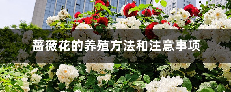 蔷薇花的养殖方法和注意事项 蔷薇花的养殖方法和注意事项