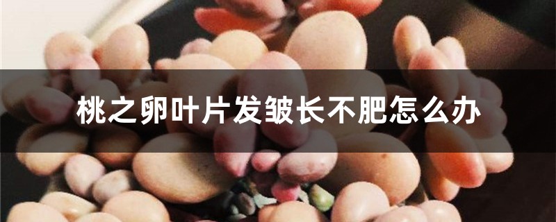 桃之卵叶片发皱长不肥怎么办 桃之卵叶片发皱长不肥怎么办