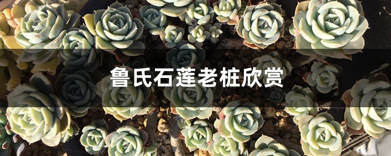鲁氏石莲老桩欣赏 鲁氏石莲老桩欣赏