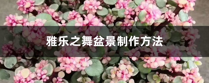 雅乐之舞盆景制作方法 雅乐之舞盆景制作方法