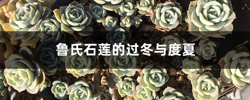 鲁氏石莲的过冬与度夏 鲁氏石莲的过冬与度夏