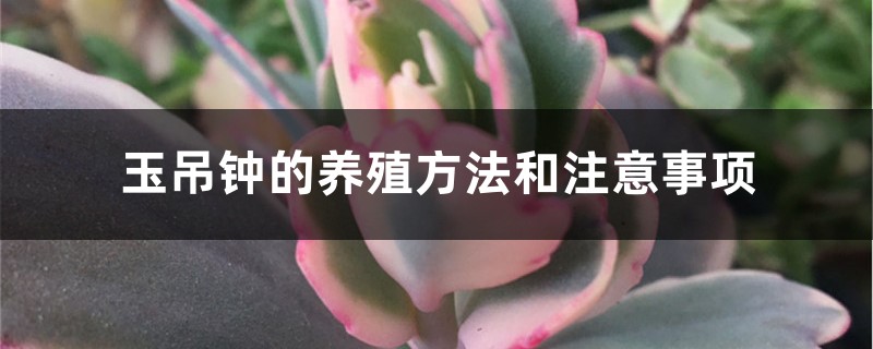 玉吊钟的养殖方法和注意事项 玉吊钟的养殖方法和注意事项