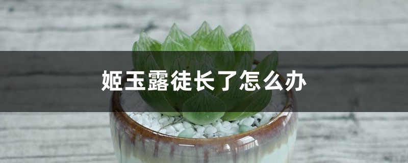 姬玉露徒长了怎么办 姬玉露徒长了怎么办