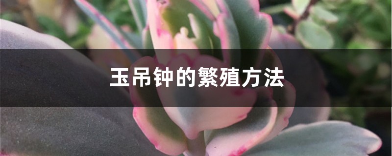 玉吊钟的繁殖方法 玉吊钟的繁殖方法