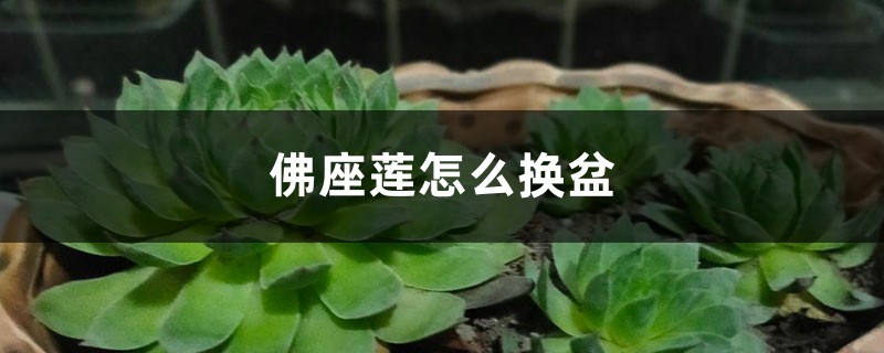 佛座莲怎么换盆 佛座莲怎么换盆
