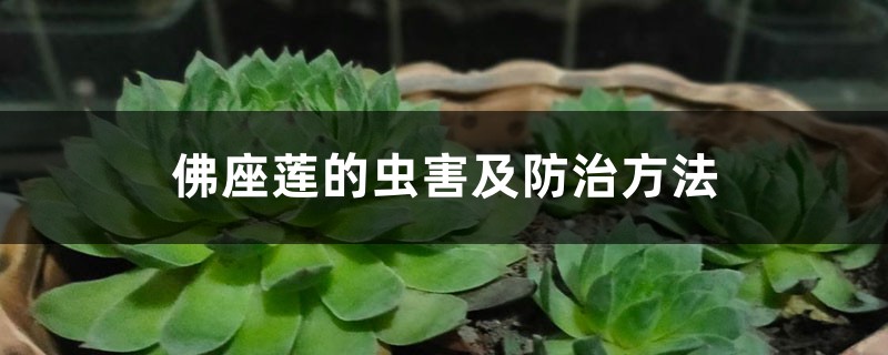 佛座莲的虫害及防治方法 佛座莲的虫害及防治方法