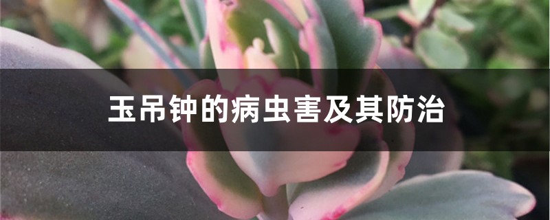 玉吊钟的病虫害及其防治 玉吊钟的病虫害及其防治
