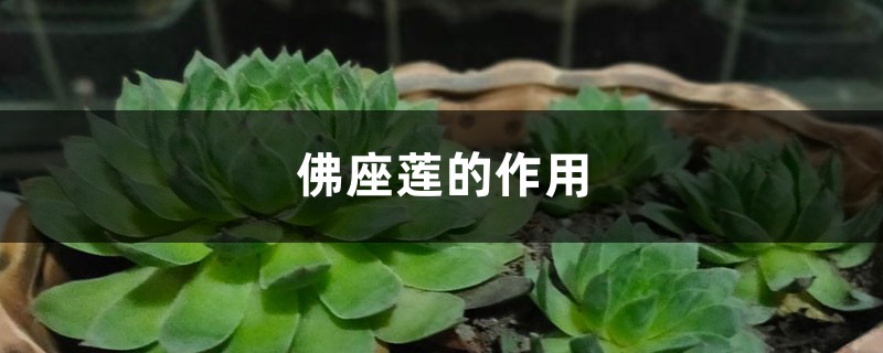 佛座莲的作用 佛座莲的作用