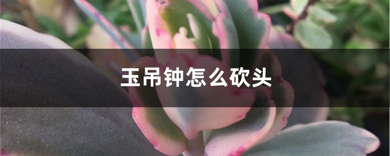 玉吊钟怎么砍头 玉吊钟怎么砍头