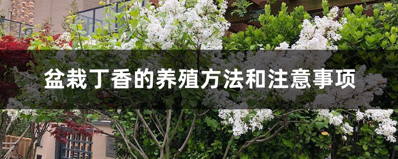 盆栽丁香的养殖方法和注意事项 盆栽丁香的养殖方法和注意事项