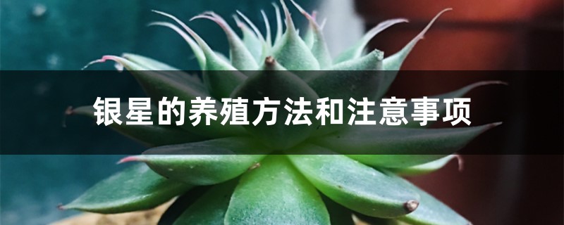 银星的养殖方法和注意事项 银星的养殖方法和注意事项