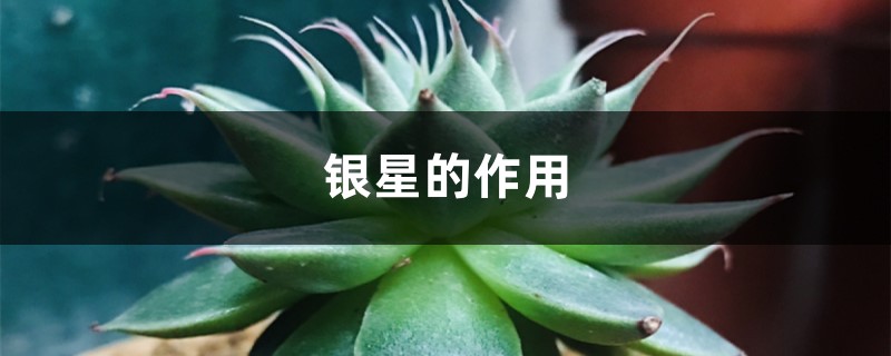 银星的作用 银星的作用