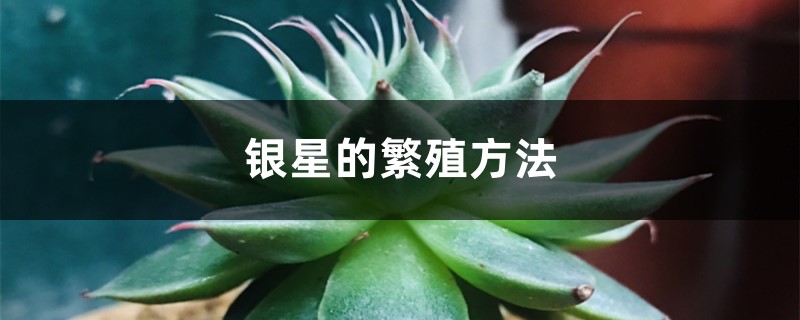 银星的繁殖方法 银星的繁殖方法