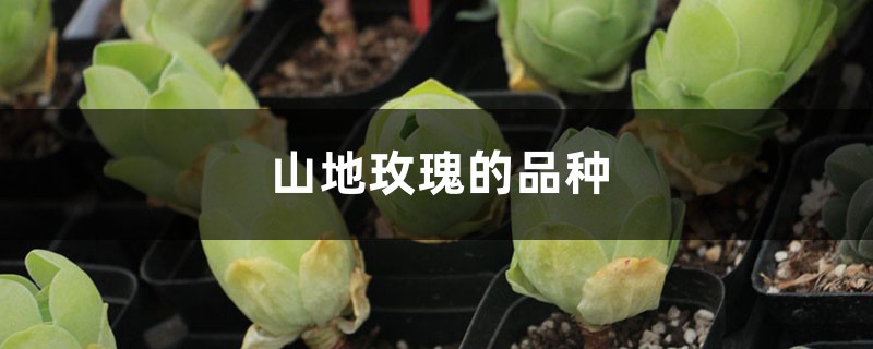 山地玫瑰的品种 山地玫瑰的品种