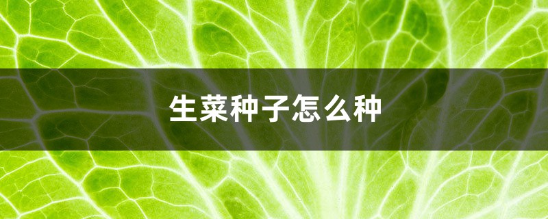 生菜种子怎么种 生菜种子怎么种