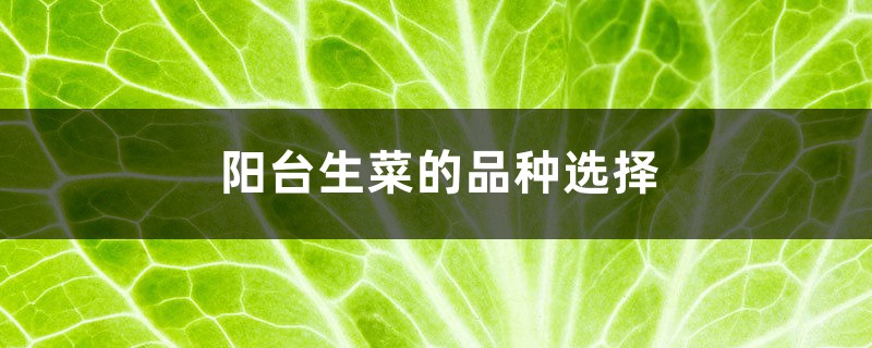 阳台生菜的品种选择 阳台生菜的品种选择