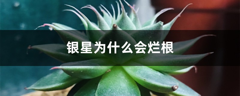 银星为什么会烂根 银星为什么会烂根