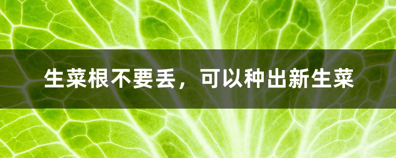 生菜根不要丢,可以种出新生菜 生菜根不要丢,可以种出新生菜