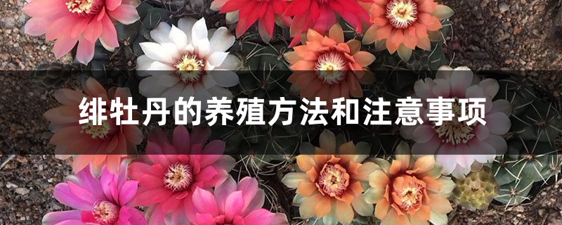 绯牡丹的养殖方法和注意事项 绯牡丹的养殖方法和注意事项