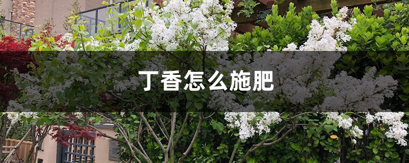 丁香怎么施肥 丁香怎么施肥