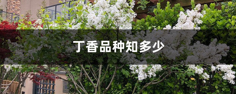 丁香品种知多少 丁香品种知多少