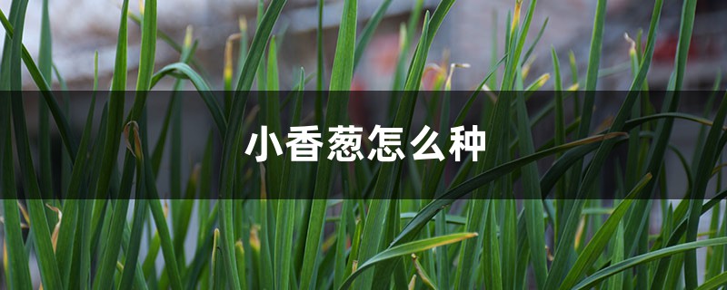 小香葱怎么种 小香葱怎么种
