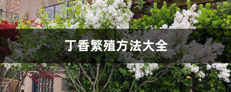 丁香繁殖方法大全 丁香繁殖方法大全