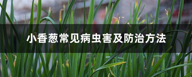 小香葱常见病虫害及防治方法 小香葱常见病虫害及防治方法