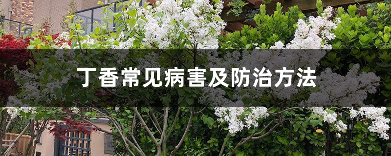 丁香常见病害及防治方法 丁香常见病害及防治方法