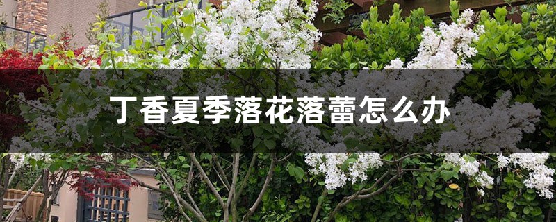 丁香夏季落花落蕾怎么办 丁香夏季落花落蕾怎么办