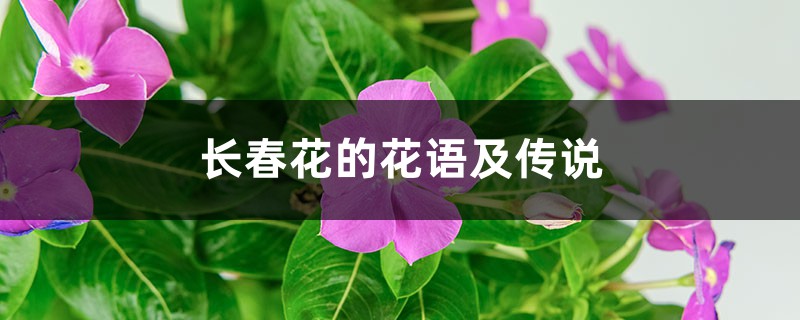 长春花的花语及传说 长春花的花语及传说