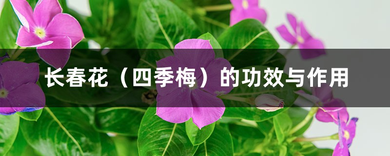 长春花(四季梅)的功效与作用 长春花(四季梅)的功效与作用