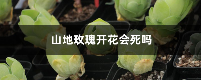 山地玫瑰开花会死吗 山地玫瑰开花会死吗