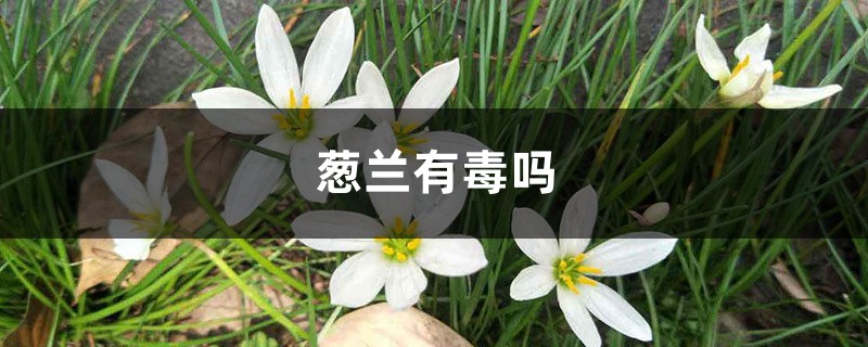 葱兰有毒吗 葱兰有毒吗