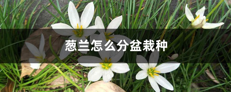 葱兰怎么分盆栽种 葱兰怎么分盆栽种