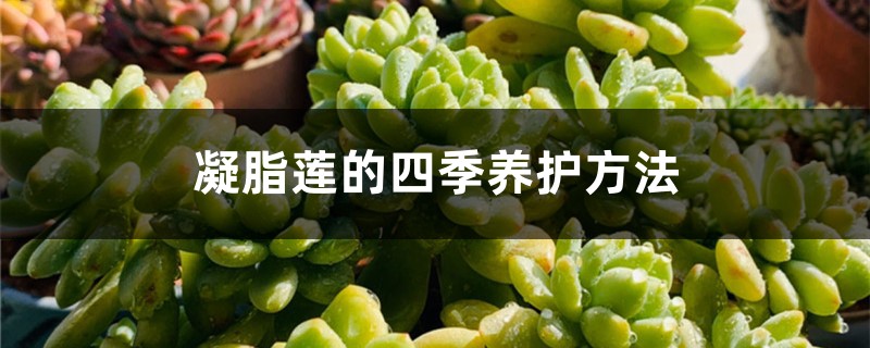凝脂莲的四季养护方法 凝脂莲的四季养护方法