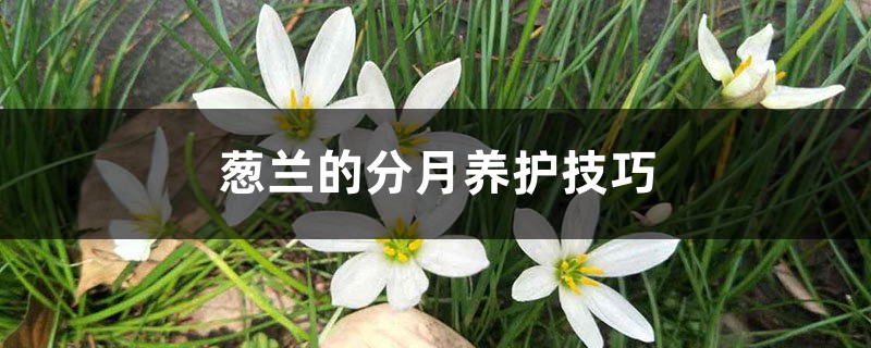 葱兰的分月养护技巧 葱兰的分月养护技巧