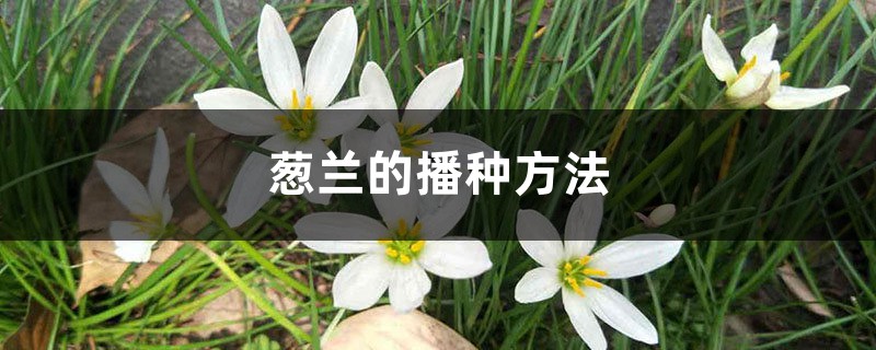 葱兰的播种方法 葱兰的播种方法
