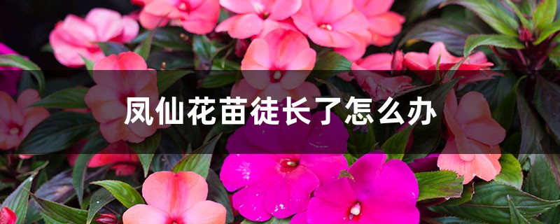 凤仙花苗徒长了怎么办 凤仙花苗徒长了怎么办