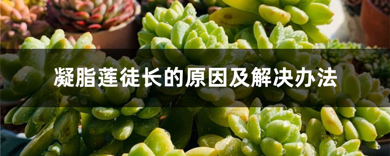 凝脂莲徒长的原因及解决办法 凝脂莲徒长的原因及解决办法