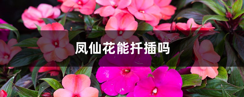 凤仙花能扦插吗 凤仙花能扦插吗