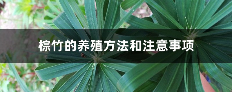 棕竹的养殖方法和注意事项 棕竹的养殖方法和注意事项