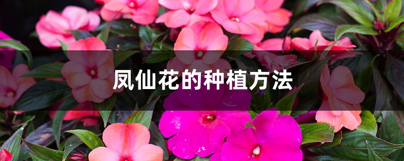 凤仙花的种植方法 凤仙花的种植方法